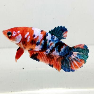 Петушок (самка) Плакат  КОИ